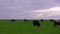 Cows on a meadow. Timelapse