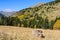 Cows in a meadow, in the Valley of Estanyo River, Andorra