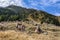 Cows in a meadow, in the Valley of Estanyo River, Andorra