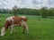Cows on a meadow in westphalia