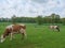 Cows on a meadow in westphalia