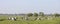 Cows in meadow with willows in landscape between Leerdam and Meerkerk in the netherlands vijfheerenlanden