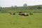 Cows on meadow in the Zuidplaspolder in the Netherlands