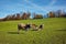 Cows on meadows above Lake Lucerne, near mount Rigi, Alps