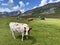 Cows on the on meadows and pastures on the slopes of the alpine valley Melchtal and in Uri Alps massif, Melchtal - Switzerland