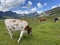 Cows on the on meadows and pastures on the slopes of the alpine valley Melchtal and in Uri Alps massif, Melchtal - Switzerland