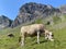 Cows on the on meadows and pastures on the slopes of the alpine valley Melchtal and in Uri Alps massif, Melchtal - Switzerland