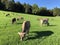 Cows on the on meadows and pastures on the slopes of the Swiss Alps by the drei Weihern and above the city of St. Gallen