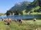 Cows on the on meadows and pastures in the valley of Seealp and by the alpine Lake Seealpsee Appenzellerland region