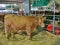 Cows at Miami County Kansas Fair in Paola KS