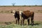 Cows in the middle of the outback in Australia