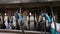 Cows in the milking parlor while collecting milk