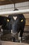 Cows in milking shed waiting for dairy farmer