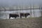 Cows in a misty countryside landscape in autumn