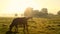 Cows in misty field, early morning, Usk Valley, nr Usk, South Wales