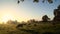 Cows in misty field, early morning, Usk Valley, nr Usk, South Wales