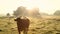 Cows in misty field, early morning, Usk Valley, nr Usk, South Wales