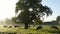 Cows in misty field, early morning, Usk Valley, nr Usk, South Wales