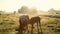 Cows in misty field, early morning, Usk Valley, nr Usk, South Wales