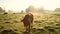 Cows in misty field, early morning, Usk Valley, nr Usk, South Wales