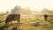 Cows in misty field, early morning, Usk Valley, nr Usk, South Wales