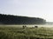 Cows on a misty morning