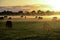 Cows in misty morning meadow