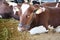 Cows on Modern Farm. Brown and white cows eating hay in the stable vith back view. Milking cows