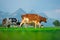 Cows in a mountain field. Cow at alps. Brown cow in front of mountain landscape. Cattle on a mountain pasture. Village