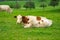 Cows in a mountain field. Cow at alps. Brown cow in front of mountain landscape. Cattle on a mountain pasture. Village