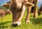 Cows in a mountain field. Cow at alps. Brown cow in front of mountain landscape. Cattle on a mountain pasture. Village