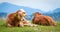 Cows in a mountain landscape