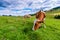 Cows on a mountain meadow