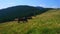 Cows on the mountain meadow, Gorgany, Carpathians, Ukraine