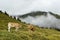 Cows in mountain pastures by foggy high alpine landscape