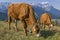 Cows and mountain Zugspitze