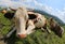 Cows in the mountains on the meadown by fish eyes lens