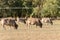 Cows of the native Spanish breed, Parda de MontaÃ±a, Bos taurus, grazing outdoors in summer in a pasture in Zamora, Spain.