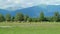 Cows in nature grazing on the green meadow