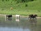 Cows near a bank