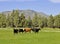 Cows near Bend, Oregon