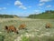 Cows near Dalat city, Vietnam in a summer day