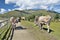 Cows near the lake in the mountains.