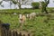 Cows near Poulnabrone Dolmen