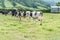 Cows near Sete Cidades on the island of Sao Miguel in the Azores, Portugal