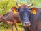 Cows near a village.