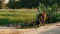 Cows with new born calf