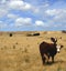 Cows in New Zealand