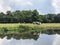 Cows next to the Beneden Regge river