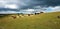 cows at Noss Mayo - Blackstone Point - Warren Cottage - Gara Point - Above Cellar Beach